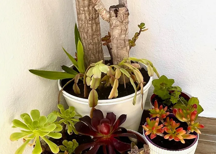 Excelstay - Balaia * Albufeira